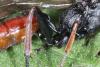 Stenichneumon culpator